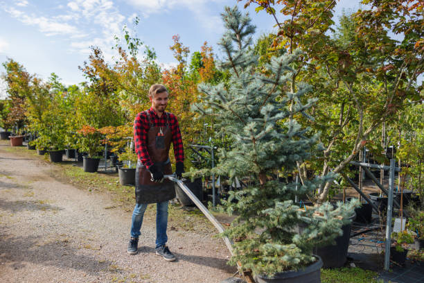 How Our Tree Care Process Works  in Atlanta, IL